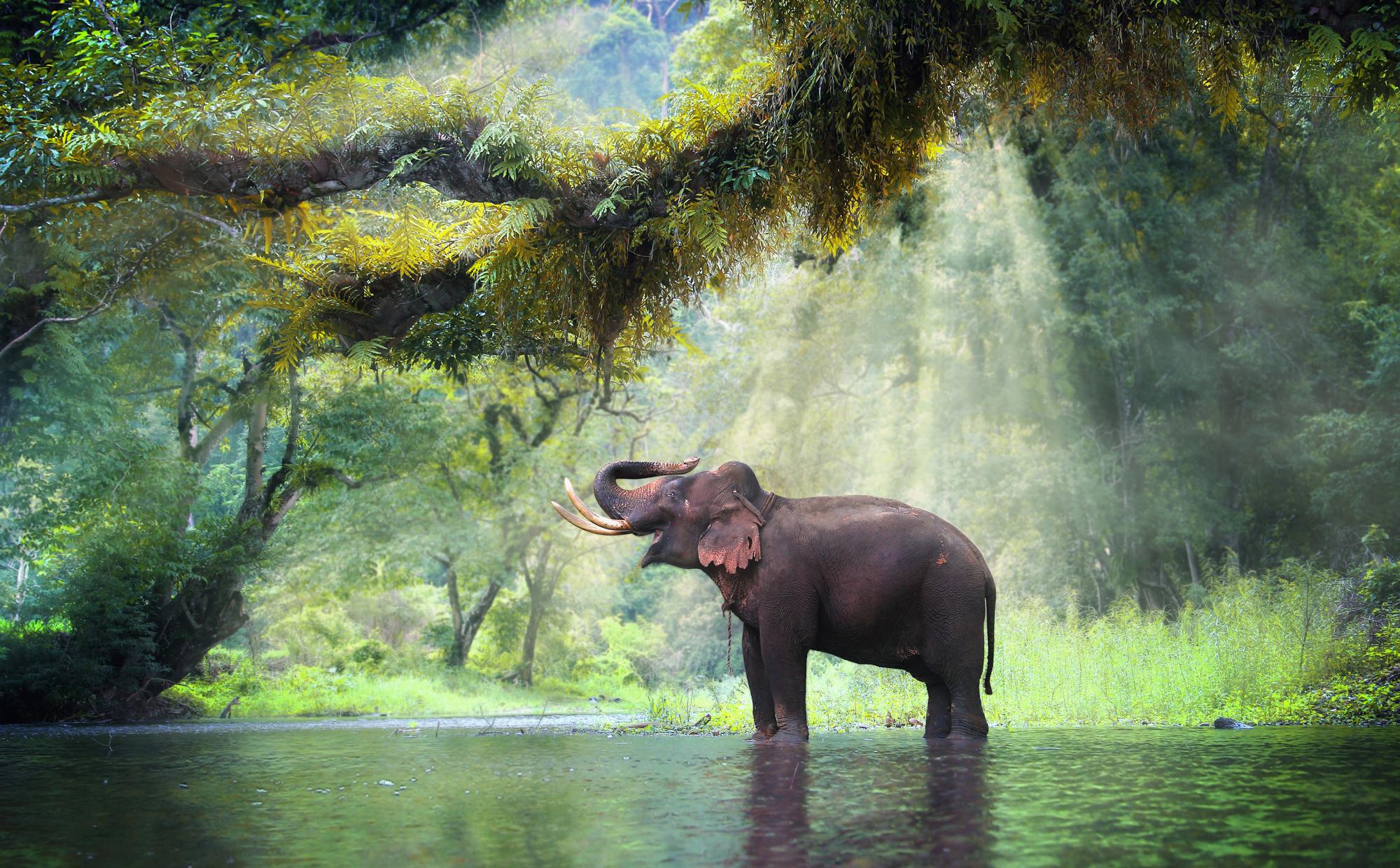 Индийский слон в тропическом лесу