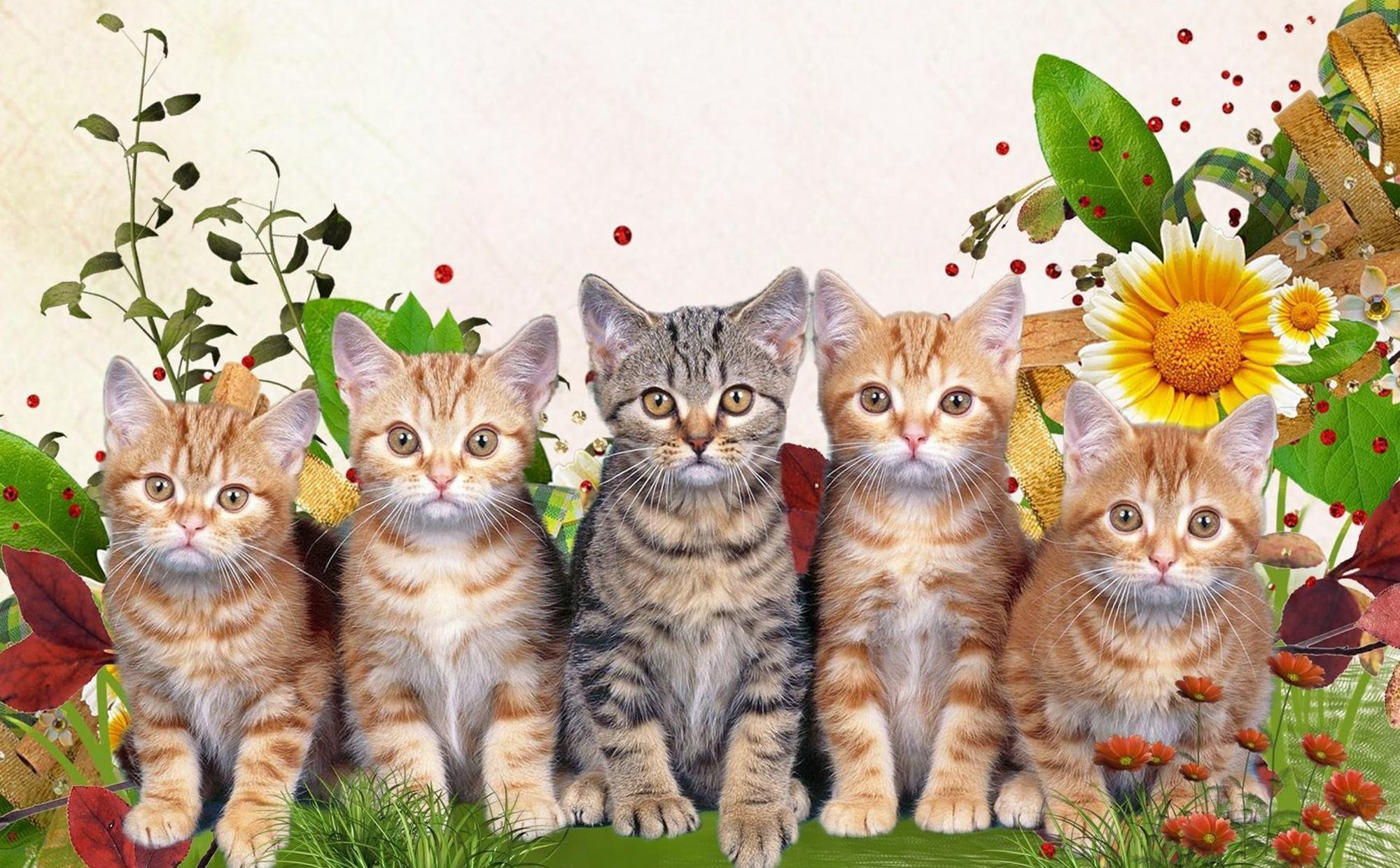 Кошка с котятами детский сад. Картинки на рабочий стол котята. Фон кошки. Фотообои котята. Кошка с котятами.